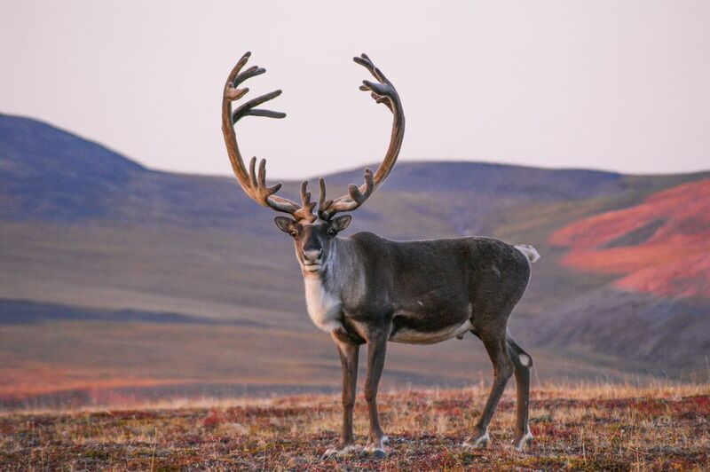 Красавец рогач фото превью
