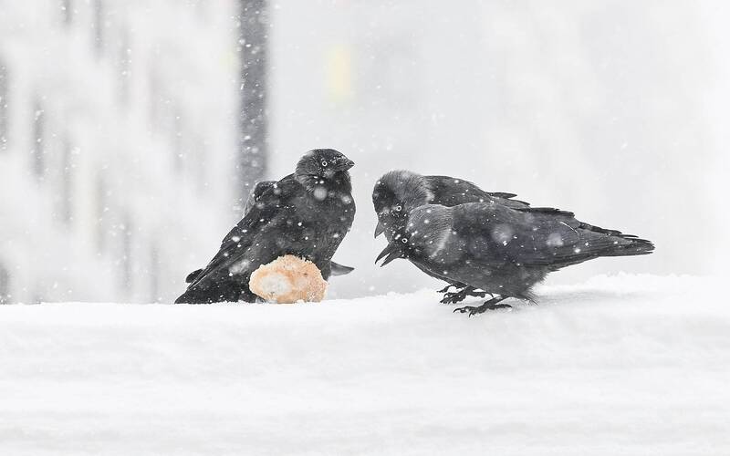 Добыча фото превью