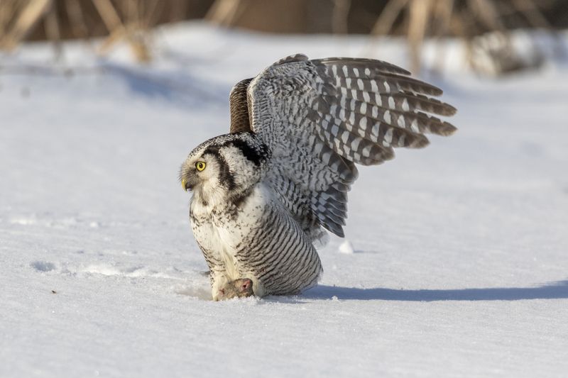 ястребиная сова, охота Охота ястребиной совы. фото превью