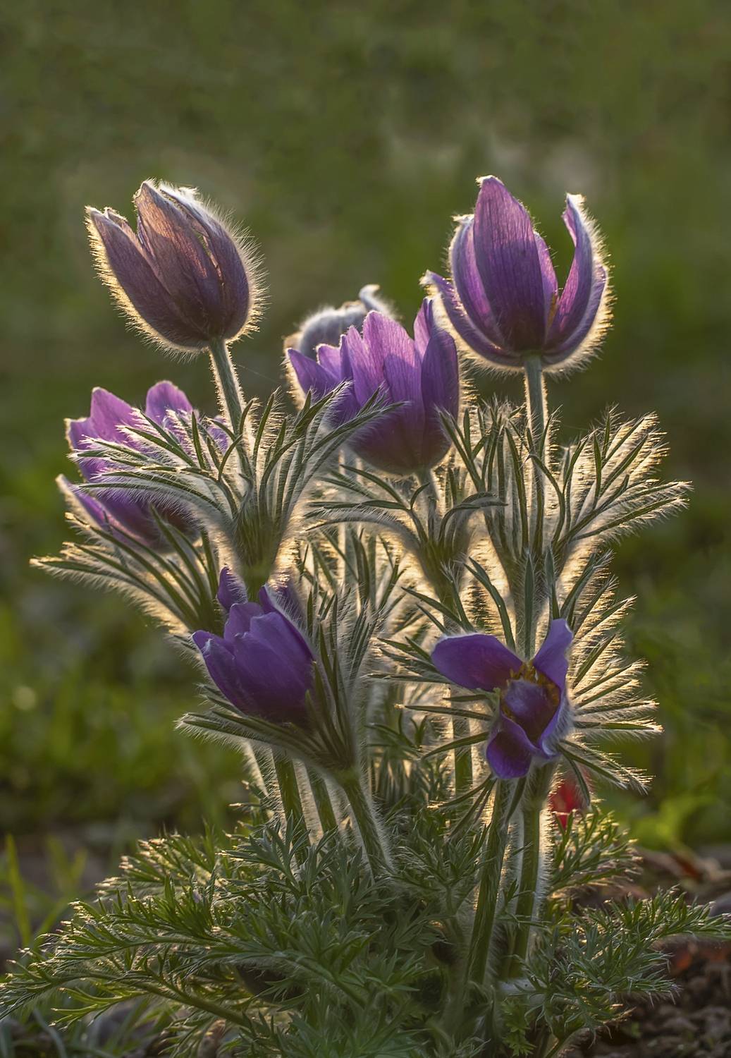весна, прострел, прострелы, Татьяна Феденкова