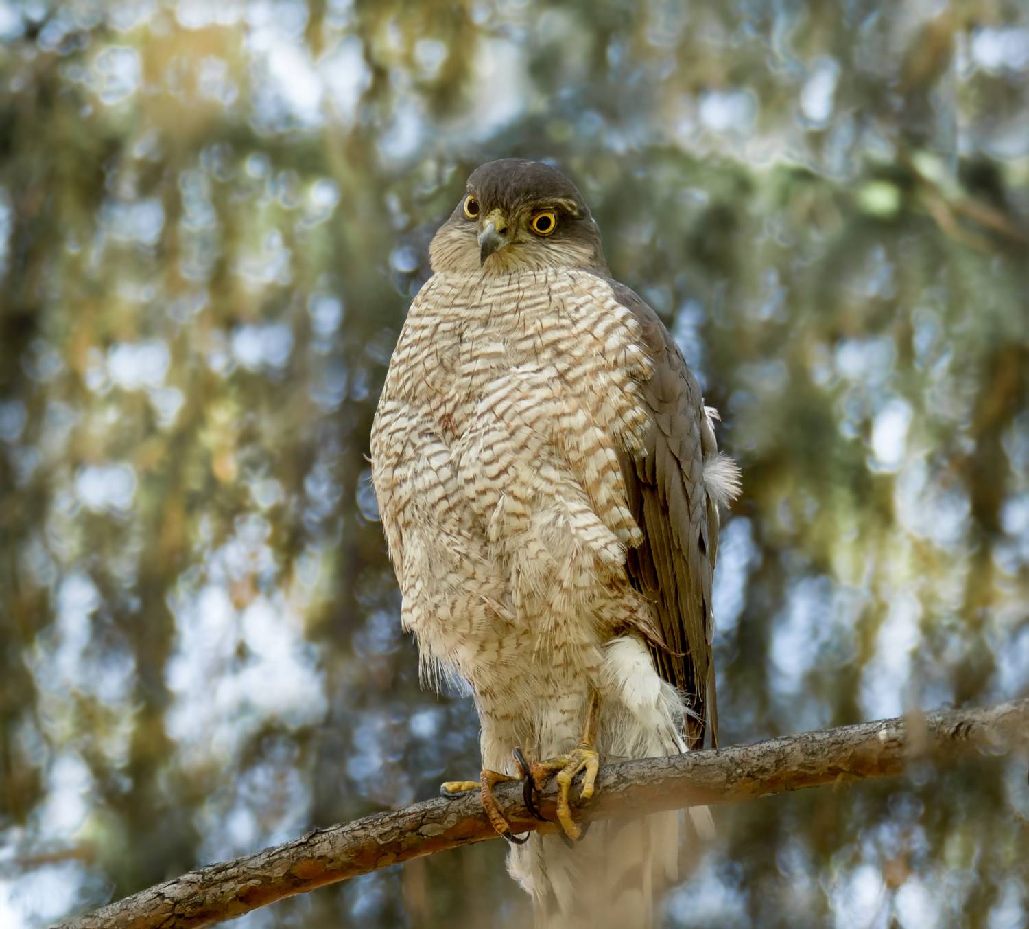 птица, ястреб, перепелятник, лес, Мочалова Марина