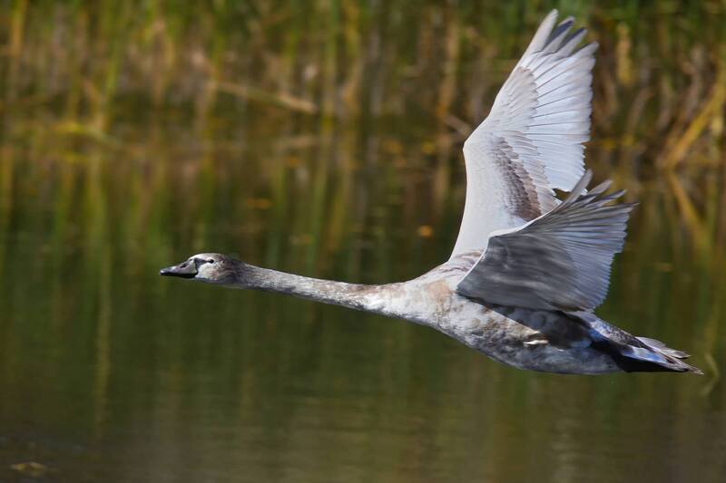 лебедь-шипун, cygnus olor Про лебедей. История одной семьи. фото превью