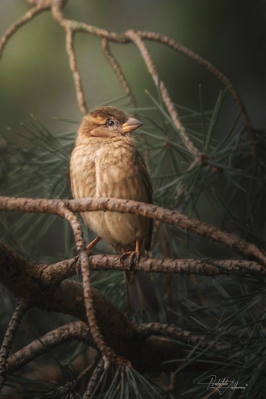 наблюдения за птицами, воробьи, воробей, воробей домовой, птицы, портреты птиц, эмоции, зима, февраль2026 Прятки фото превью