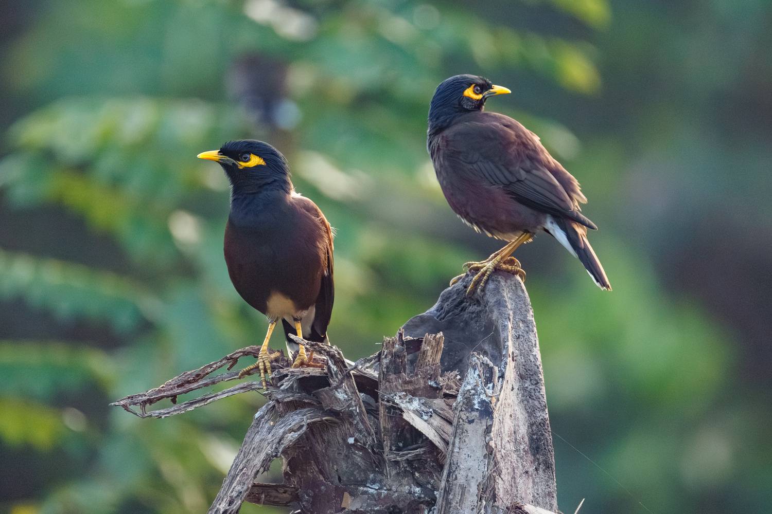 , ssmirs Сергей