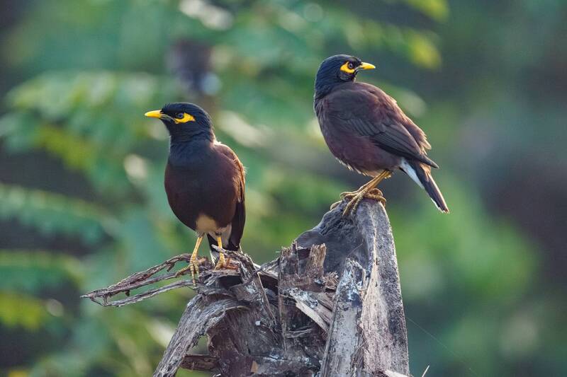 *** фото превью