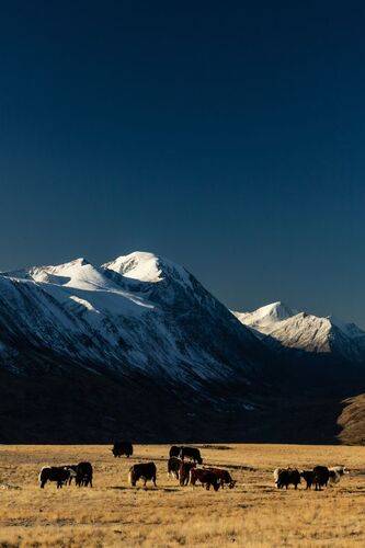 Алтайские этюды