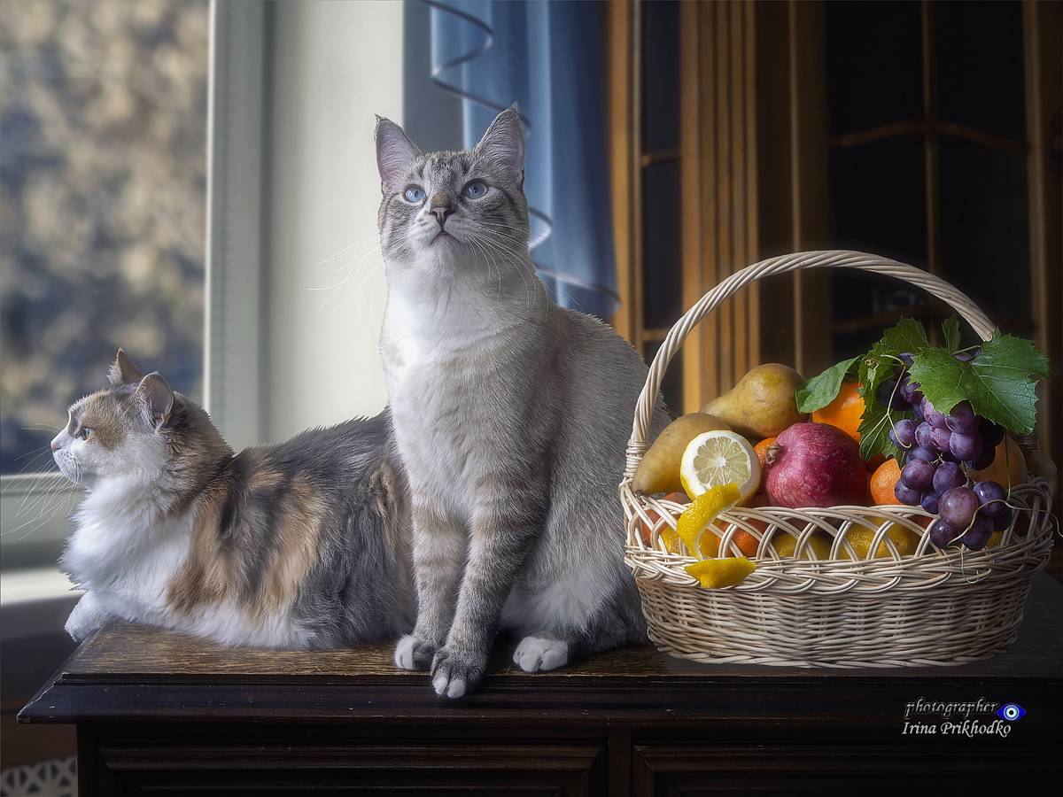 кошки, питомцы, домашние животные, фрукты, интерьер, Приходько Ирина