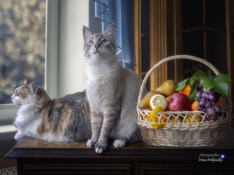 кошки, питомцы, домашние животные, фрукты, интерьер Мои хвостатые модельки фото превью