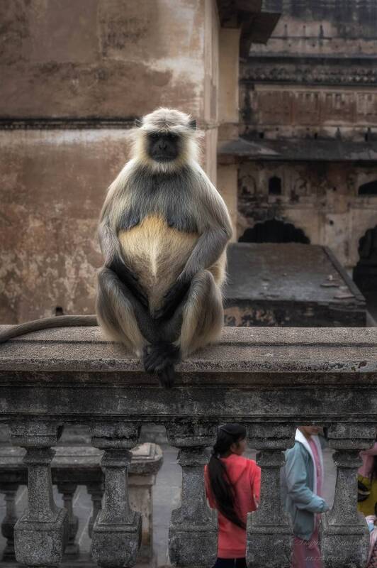дворцы, обезьяны, джахангир-махал, индия, животные Обитатели дворца Джахангир-Махал, Индия фото превью