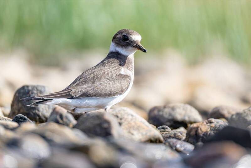 галстучник, кулик, птицы, птенец Молодой галстучник фото превью