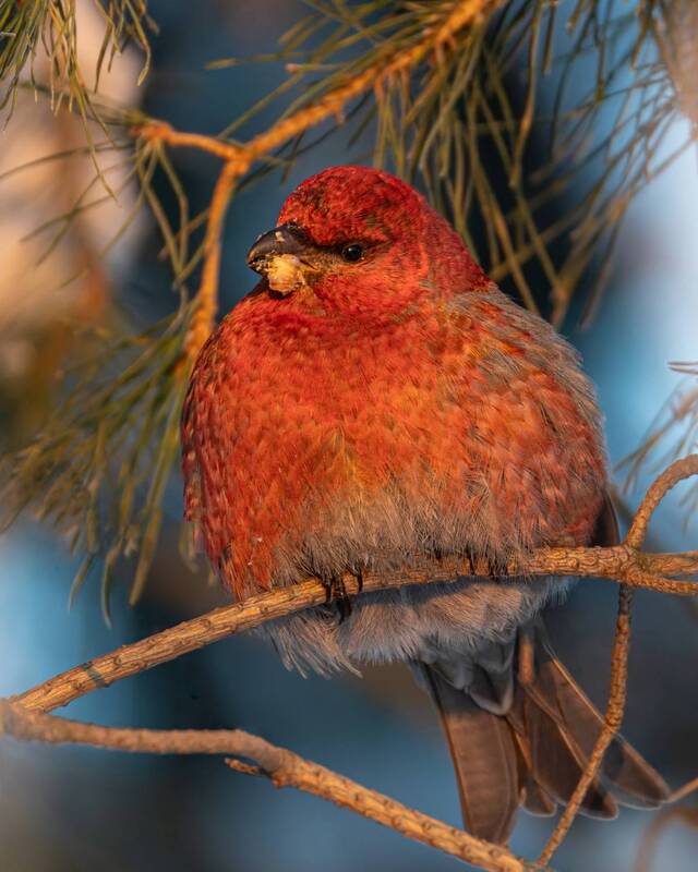 щур, птицы Красный фонарь фото превью