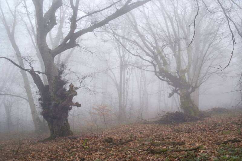 Стражи туманного леса фото превью