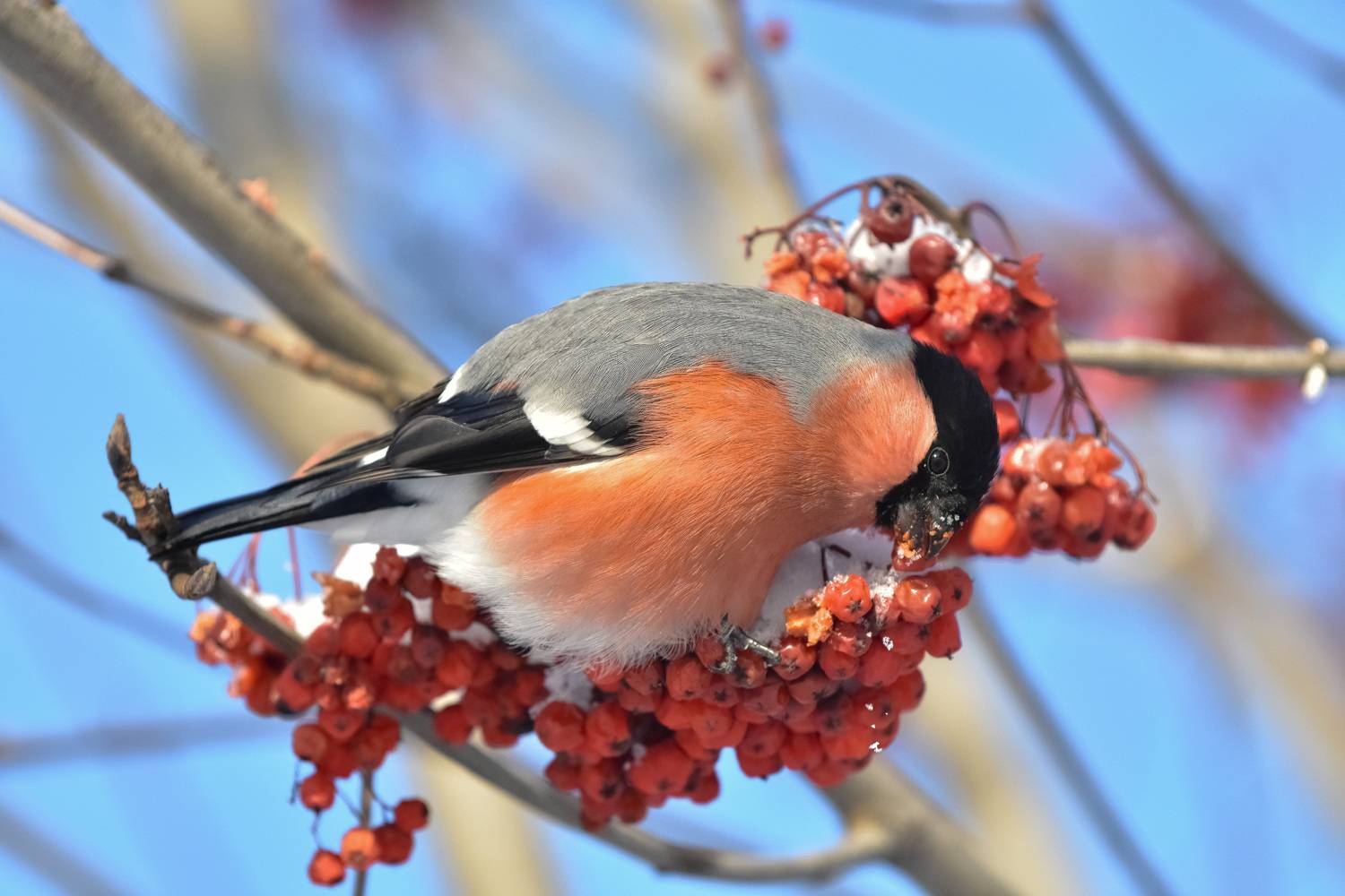 зима, мороз, птицы, снегирь, рябина, Вячеслав Холзаков