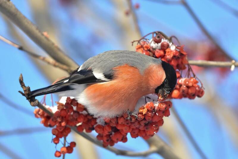 зима, мороз, птицы, снегирь, рябина Обед снегиря фото превью