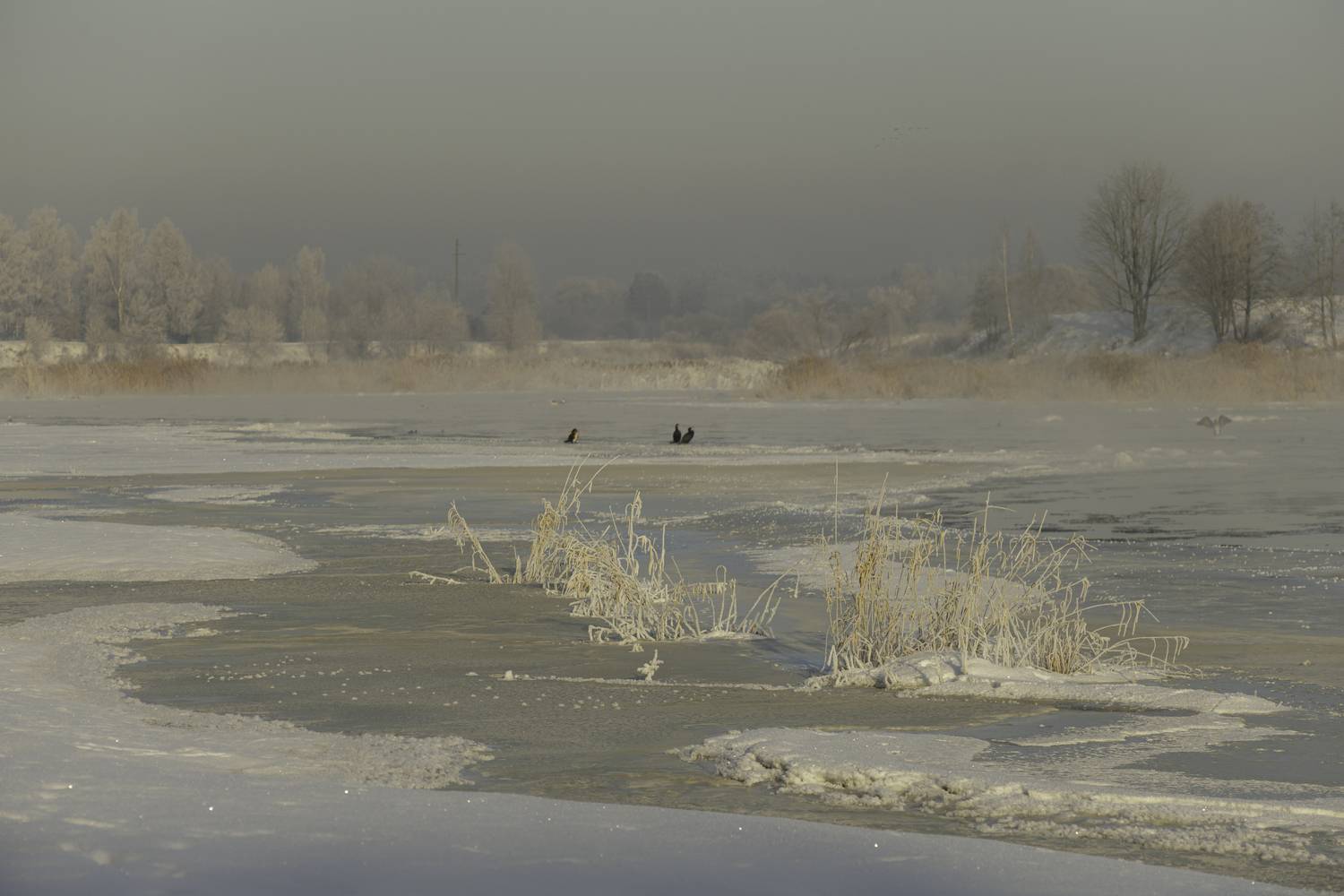 upe, ziema, sarma, putni, Cielava Dace