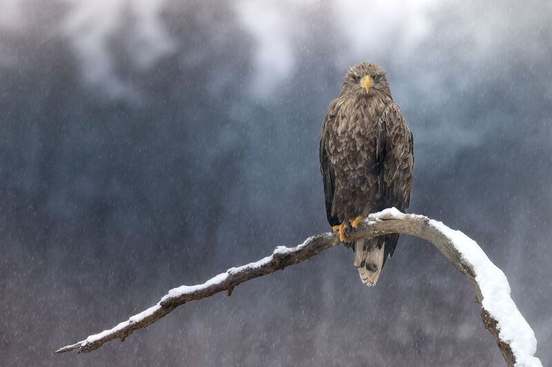 орлан, орлан-белохвост, птицы, хищник, птица, birwatching, фотоохота, природа, лес, зима, снегопад, снег, Беларусь Ожидание метели фото превью