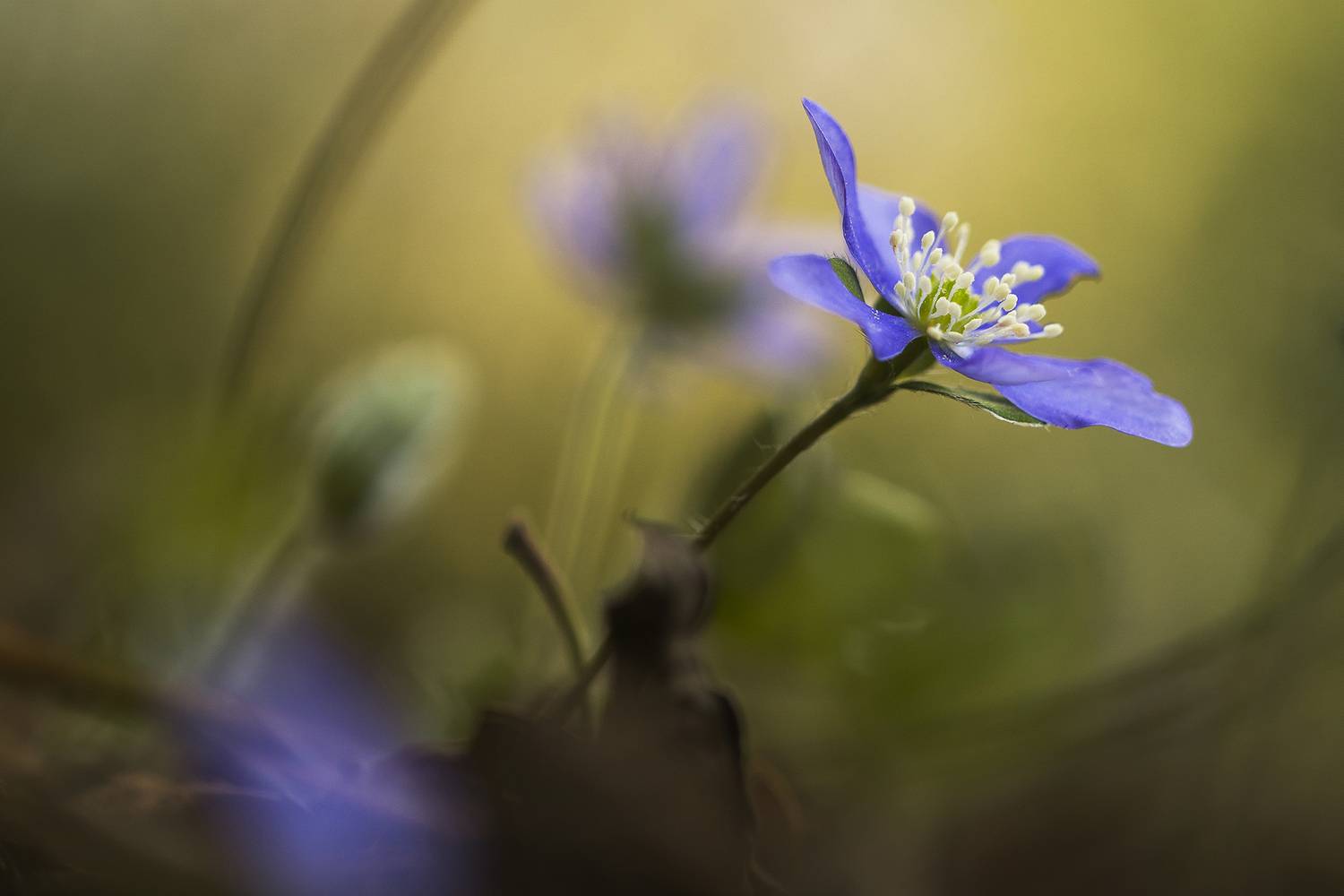 nature, flower, plant, anemone, close-up, bokeh, selective focus, outdoor, Andr&eacute;s Emilio