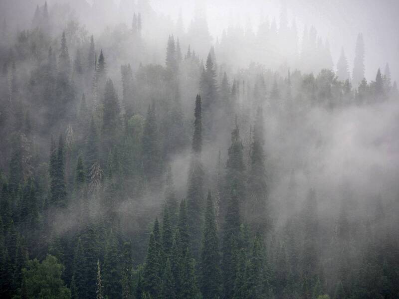 Тайга фото превью