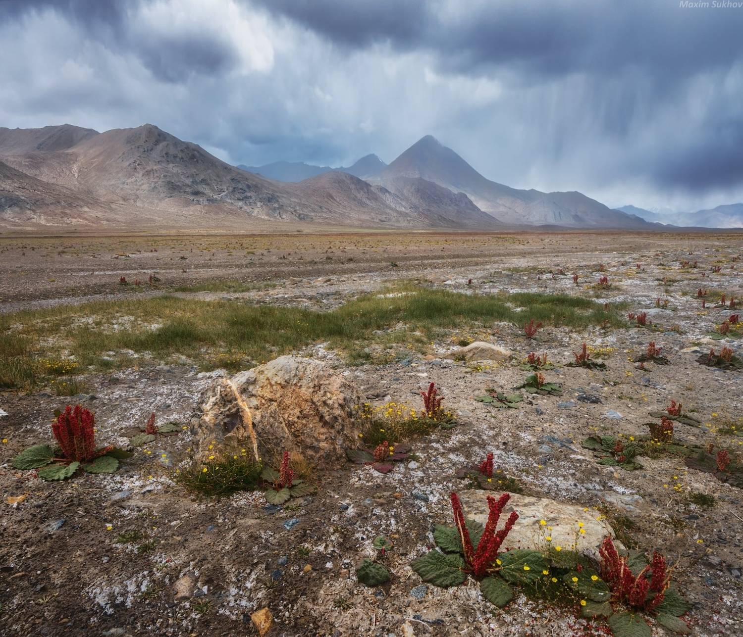 , Максим Сухов