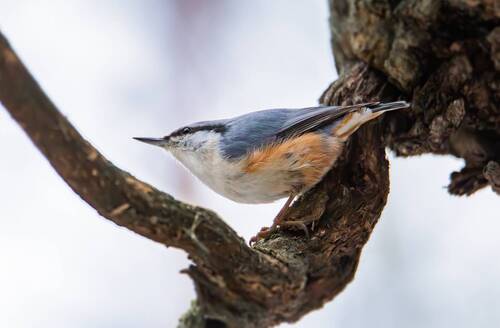 Обыкновенный поползень(Sitta europaea).