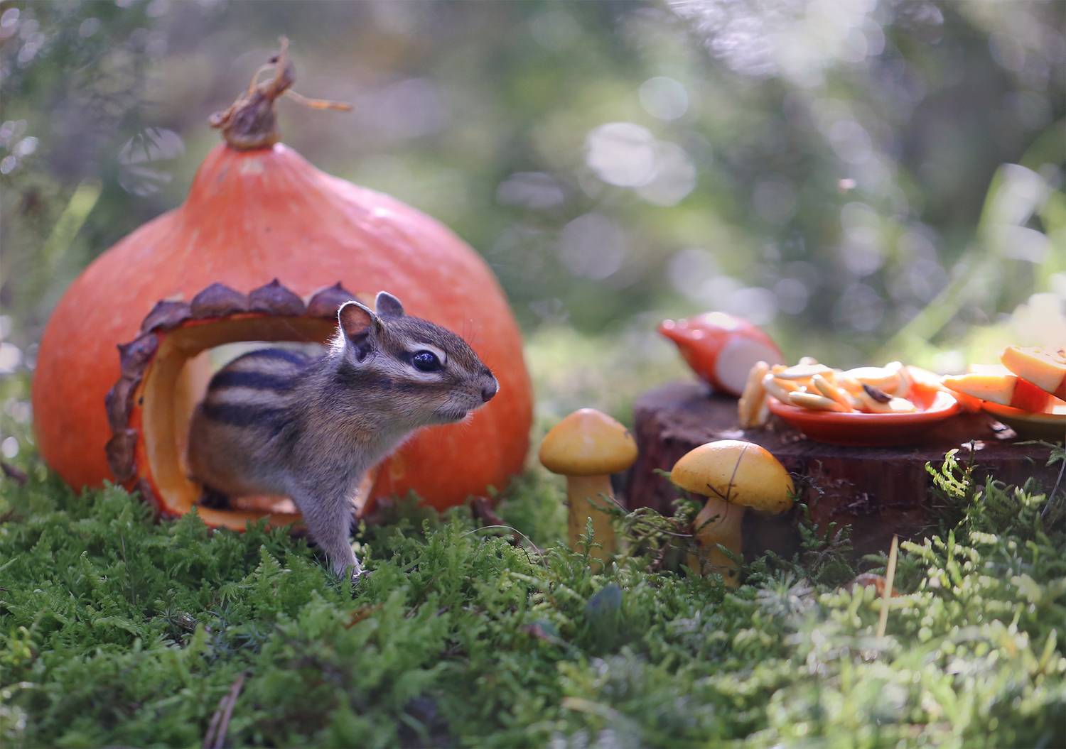 бурундук, бурундукиибелкилевиной, якутия, нерюнгри, женялевина, евгениялевина, тыква, Евгения Левина
