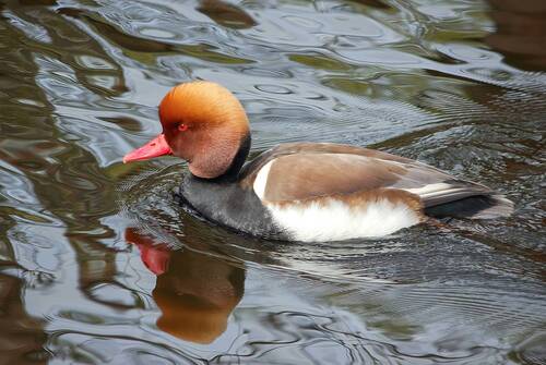 Краснонос (Netta rufina)
