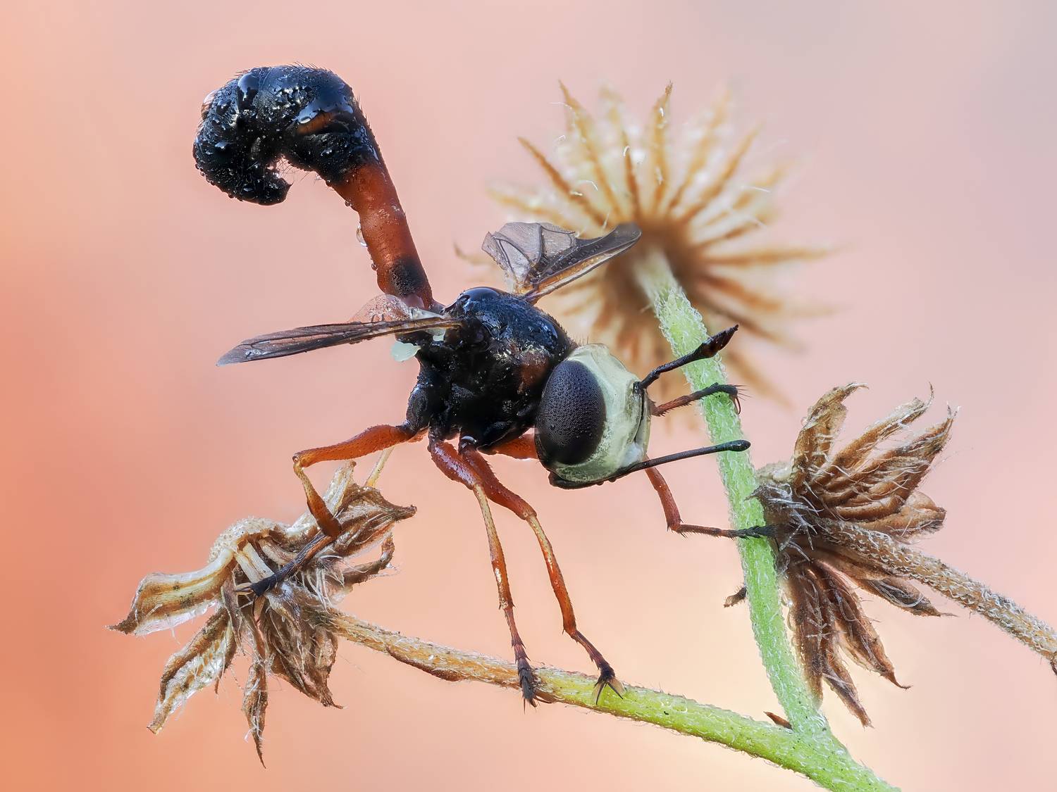 , Глеб Коровко