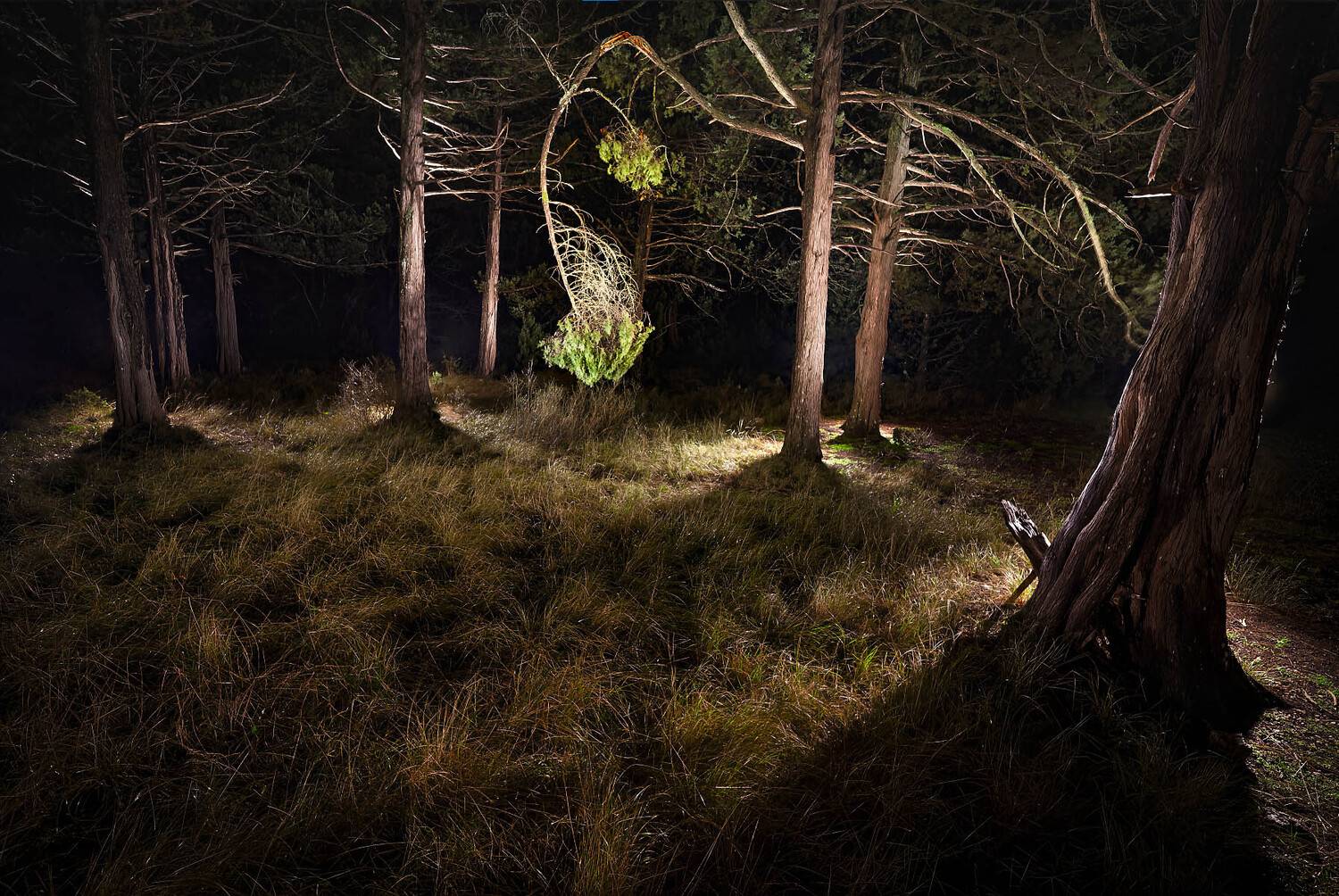 крым, светопись тьмы, деревья, трава, Пучков Алексей