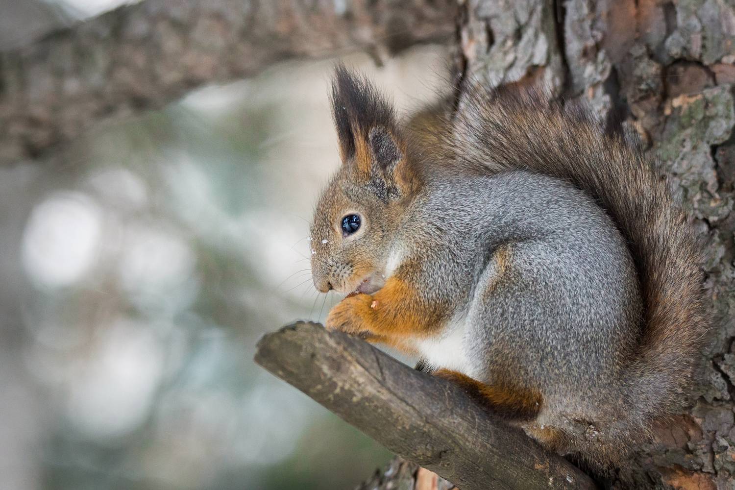 , Корнеев Алексей