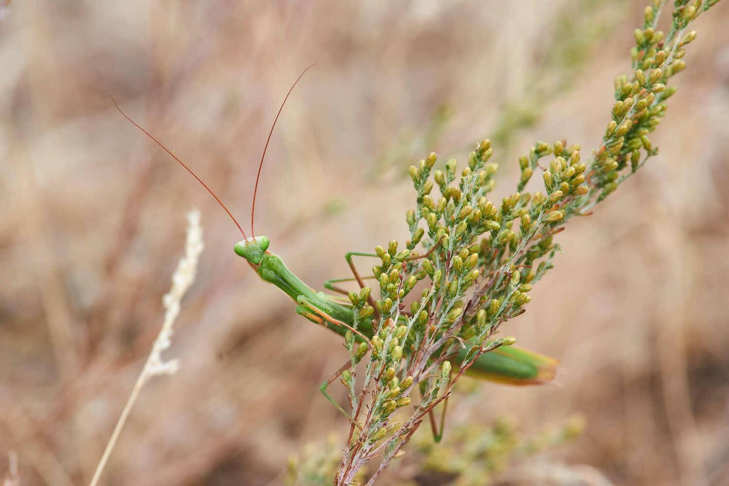 Mantis religiosa, Обыкновенный Богомол, Павел Сторчилов