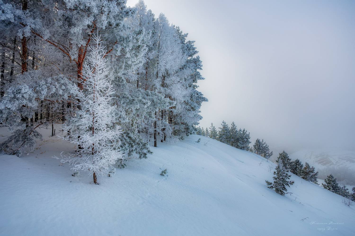 , Никитин Алексей
