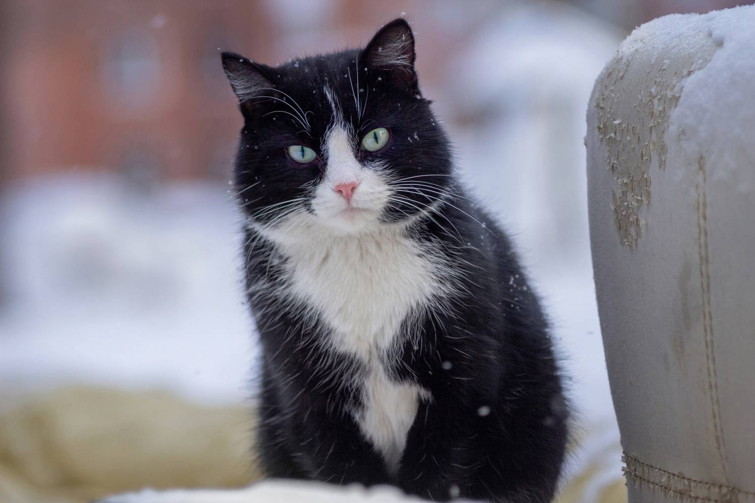 кот, из, частного, сектора, Александр Канцур