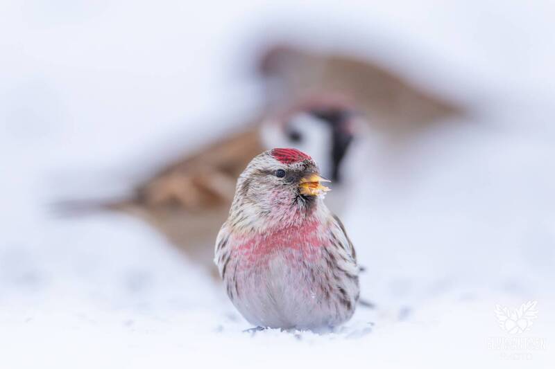 чечётка, birdwatching, acanthis flammea, птицы россии, зимующие птицы, орнитология, зима, elvisantson В объективе чечётки. фото превью