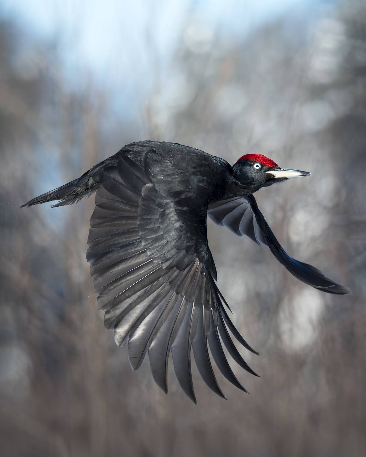 , Поляков Михаил