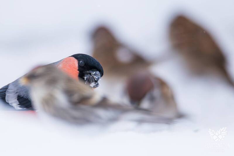 birdwatching, птицы россии, зимующие птицы, орнитология, зима, elvisantson, снегирь, pyrrhula pyrrhula Снегири (Pyrrhula pyrrhula) фото превью
