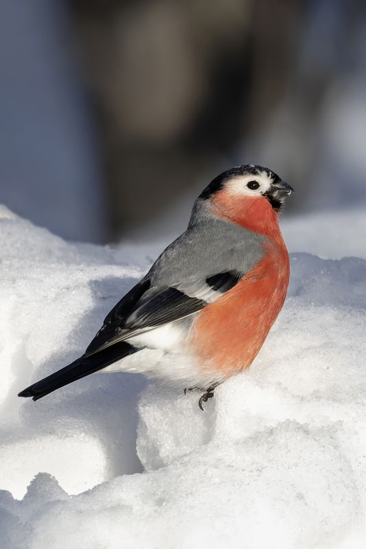 снегирь, лейцизм, природа, птицы Снегирь c лейцизмом фото превью