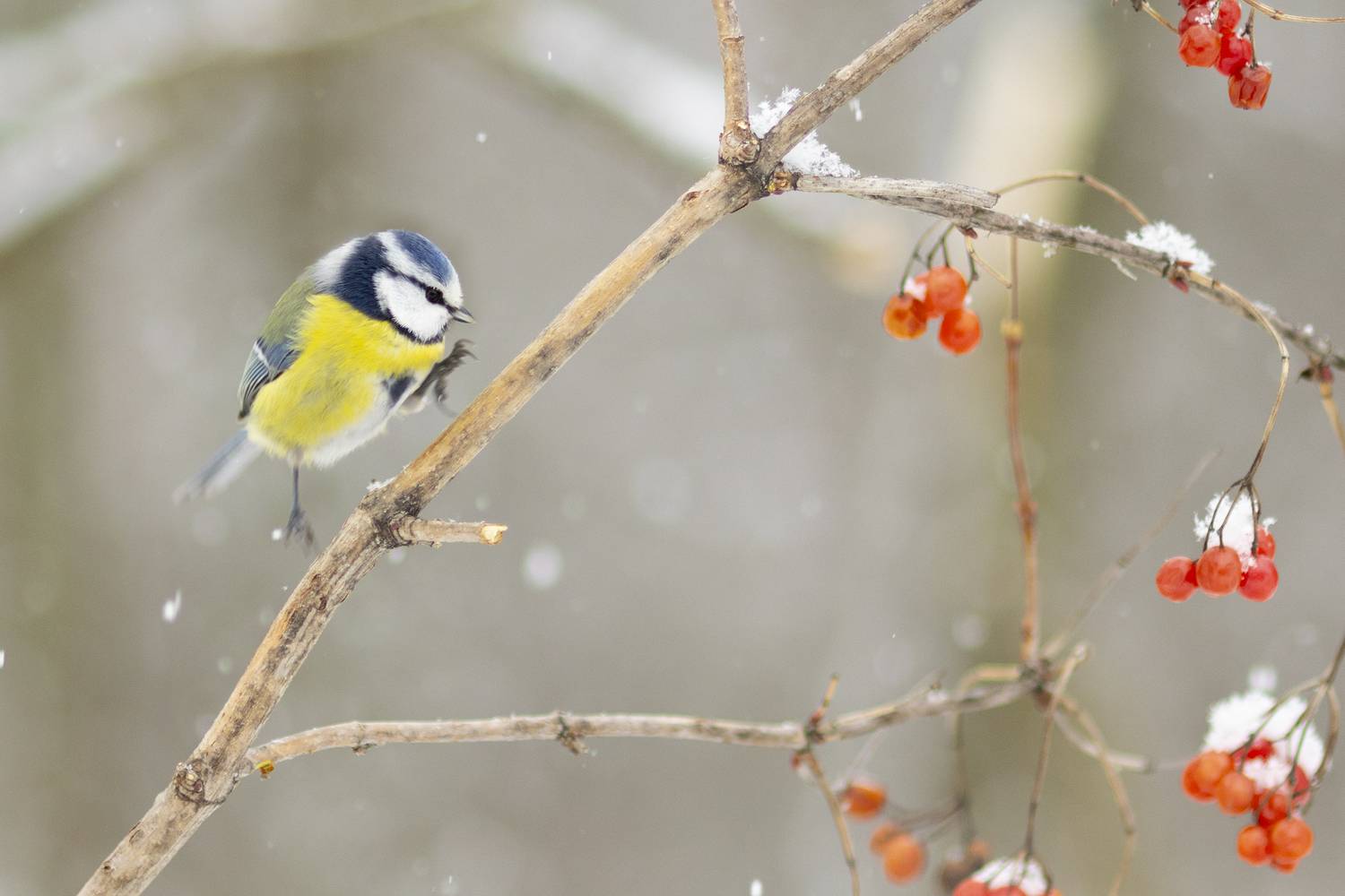 природа, Валерий Черняк