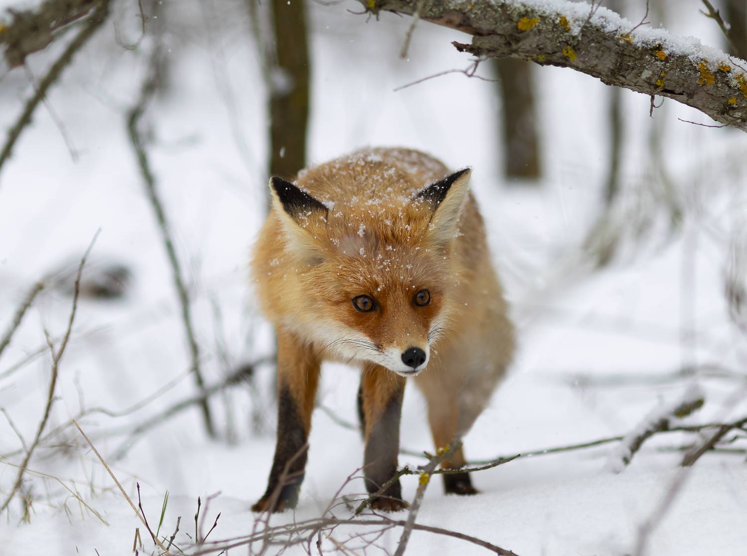 природа, Валерий Черняк