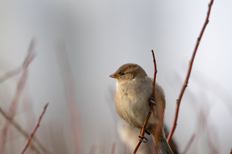 sparrow, winter, branch, зима, воробей On duty фото превью