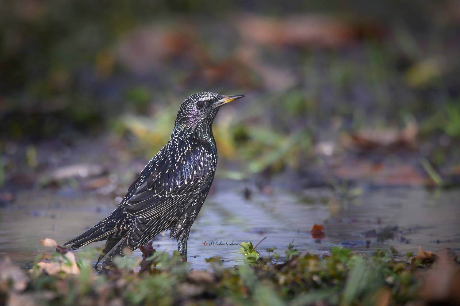 птица, фотоохота, скворец, февраль, Медведева Светлана