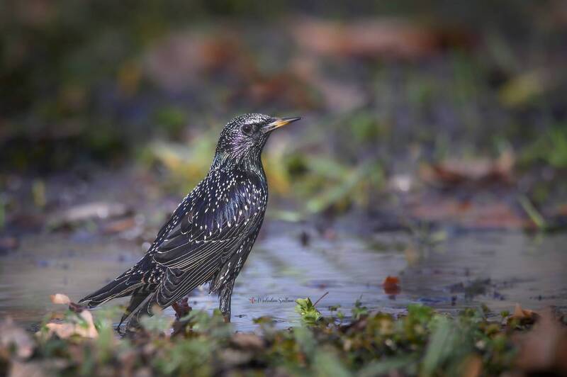 птица, фотоохота, скворец, февраль Скоро весна. фото превью