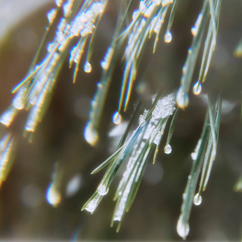 лес, капли Лесная абстракция фото превью