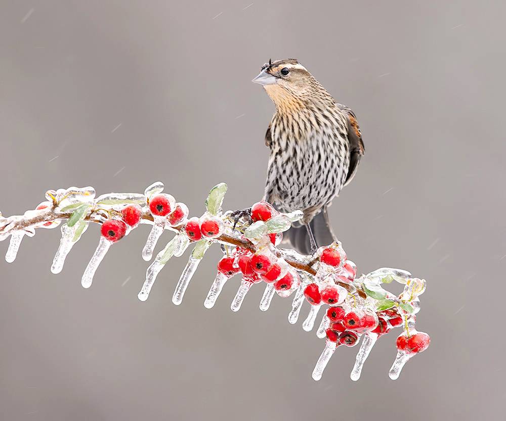 red-winged blackbird, красноплечий чёрный трупиал, трупиал, blackbird, snow, winter, cold, rain, дождь, winter bird, птицы, зима, Etkind Elizabeth