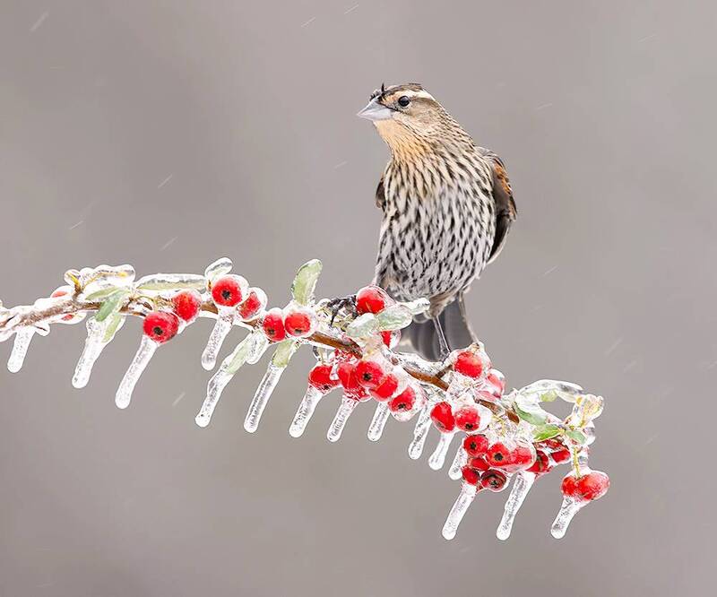 red-winged blackbird, красноплечий чёрный трупиал, трупиал, blackbird, snow, winter, cold, rain, дождь, winter bird, птицы, зима Female Red-winged Blackbird - Самка Красноплечего чёрного трупиала фото превью