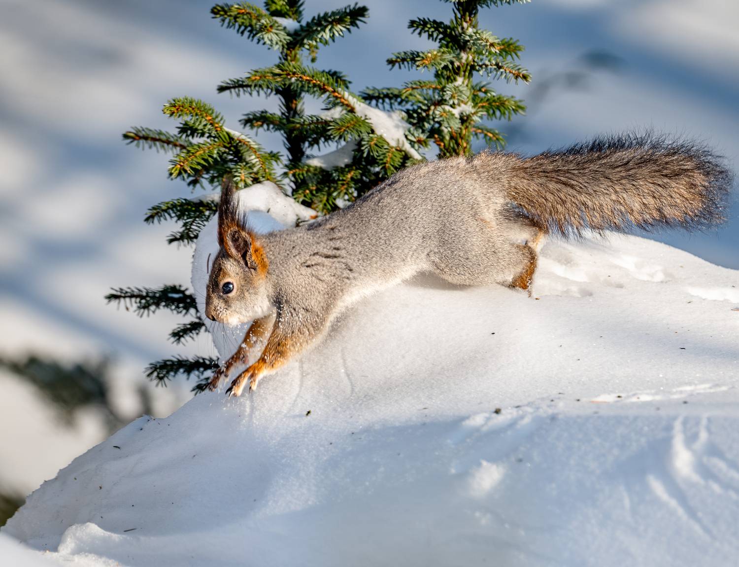 , Курлянцев Алексей