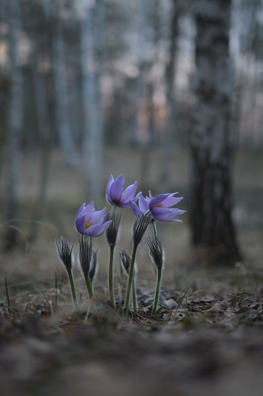 Пасмурным вечером. Сон-трава фото превью