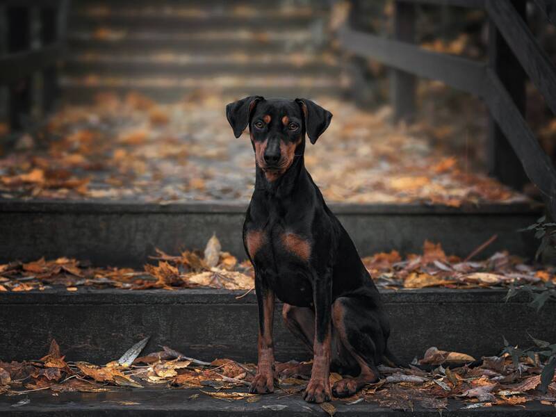 German Pinscher and leaf fall фото превью