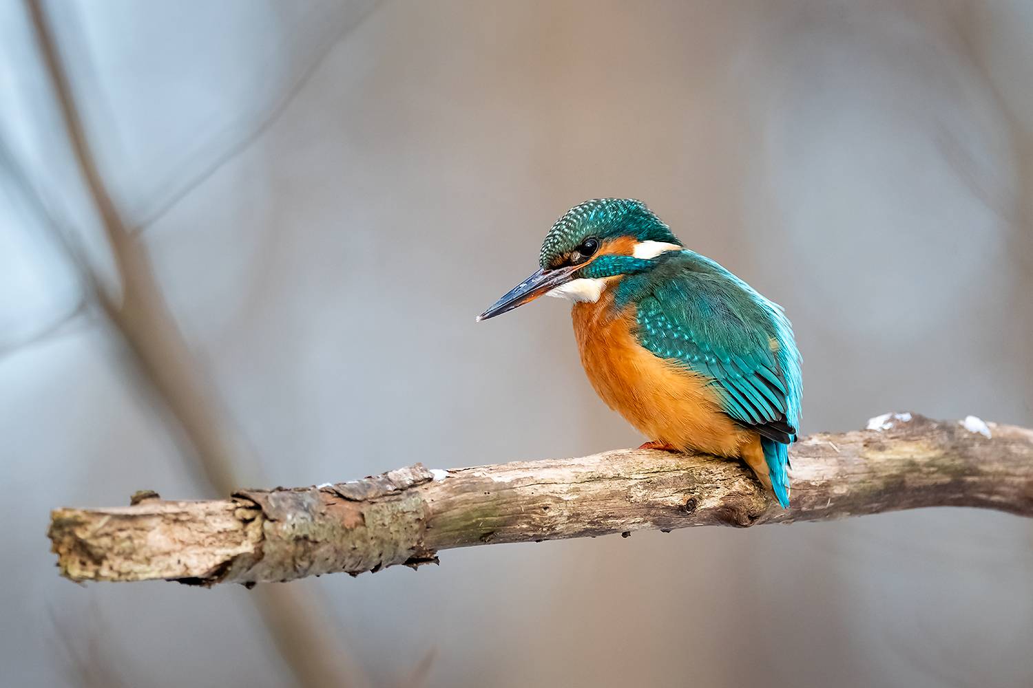 , Абросимов Александр