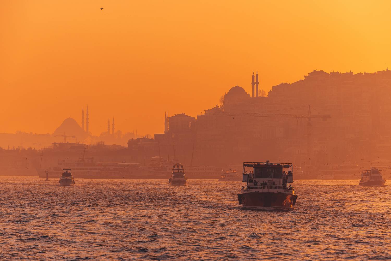 , Трепольский Дмитрий