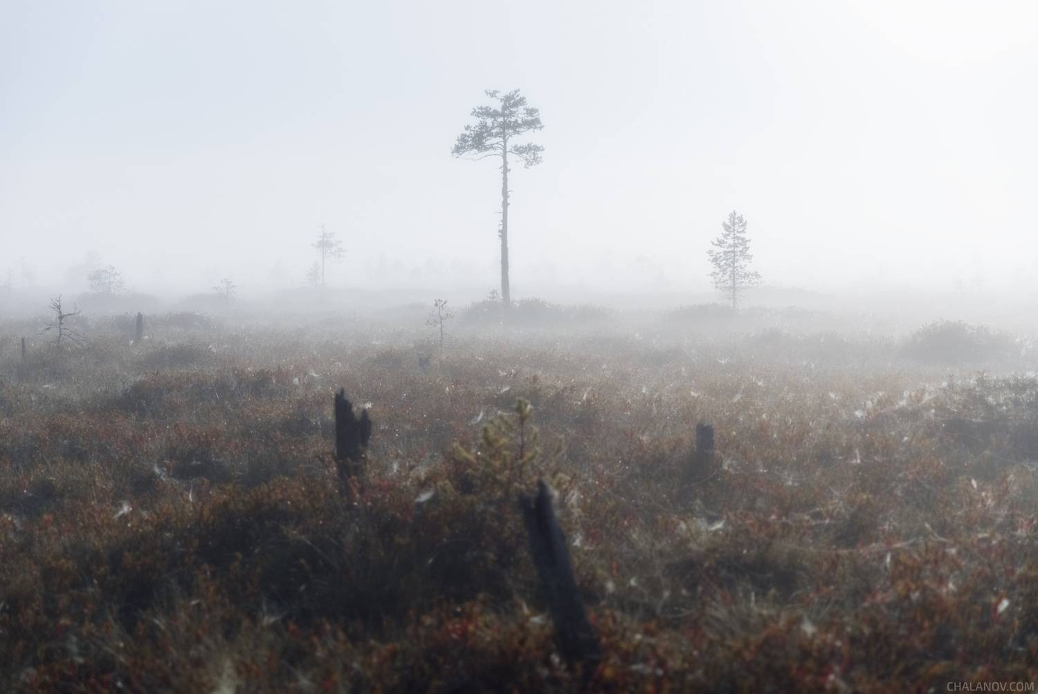 пейзаж, болото, луна, туман, север, Иван Чаланов